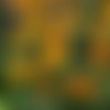 Graines de rudbeckia,la marquerite jaune au coeur noir,rudbeckia biologique,fleurs biologique,priduits  de mon jardin,non traité