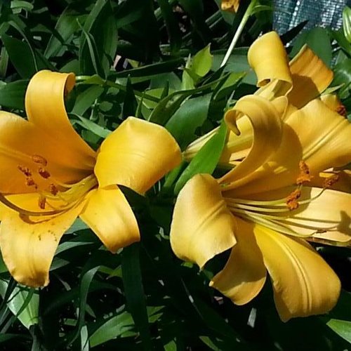 Lis trompette jaune african queen,graines de lis trompette,produits de mon jardin,plante bio,fleur bio,fleurs non traité
