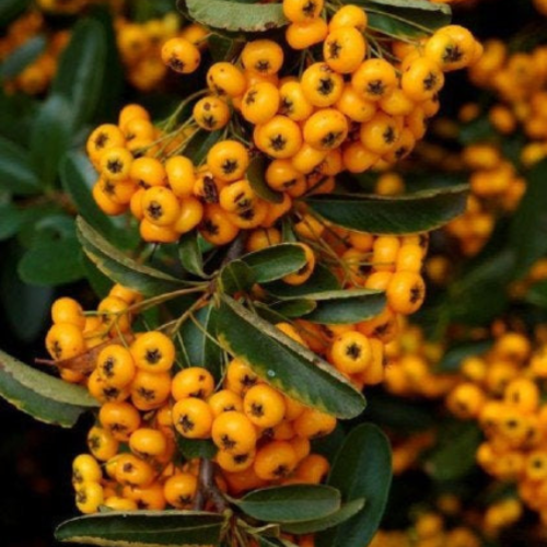 Pyracantha soleil d'or,buisson ardent jaune,pyracanthe jaune,graines de pyracantha