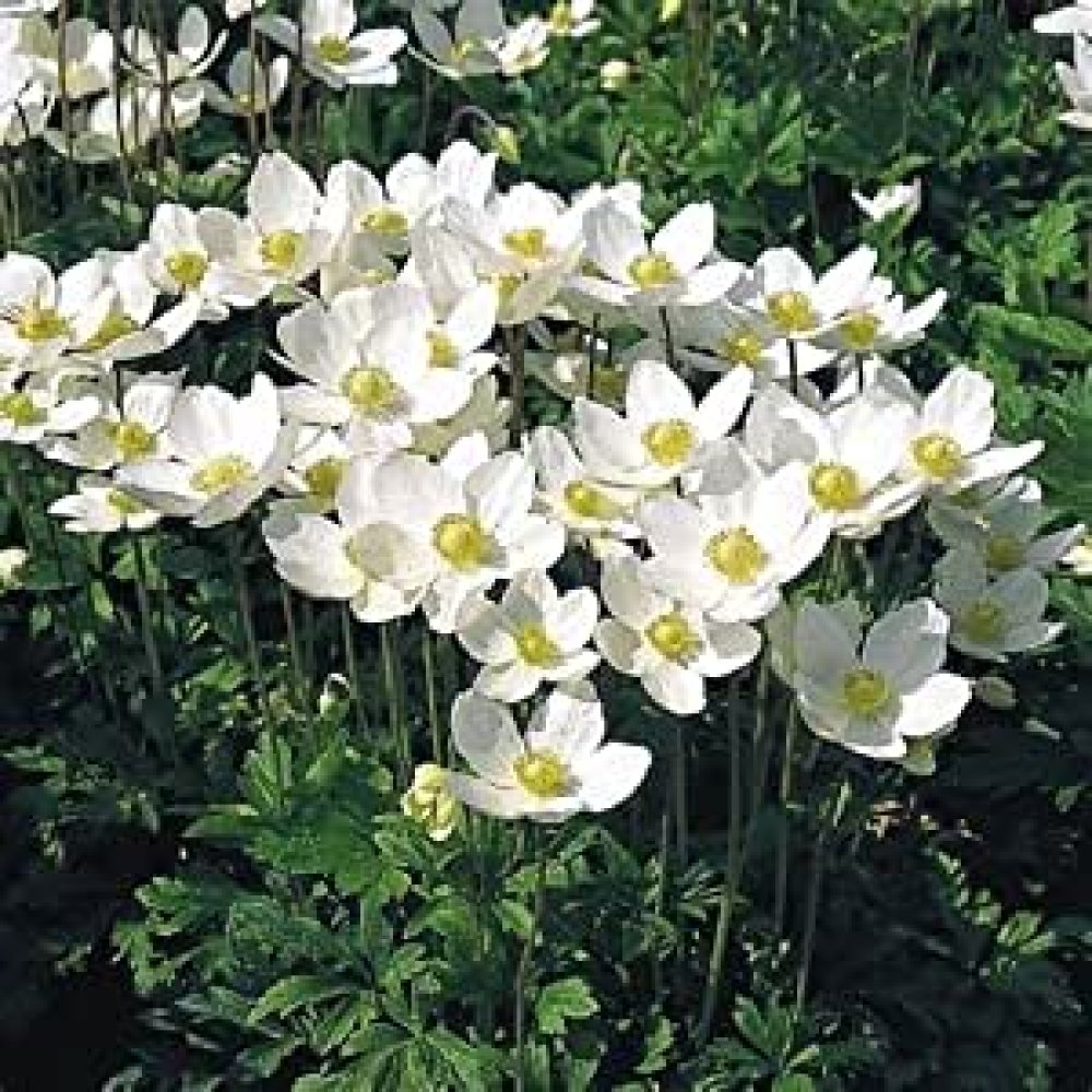 Anemone hupehensis,anémone du japon japonica honorine jobert,graines d' anemone de japon,fleurs blanches,fleurs biologiques - Un grand marché