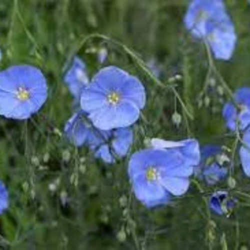 Linum usitatissimum,le lin bleu,graines de lin bleu,fleurs biologiques,produit de mon jardin,non traitées
