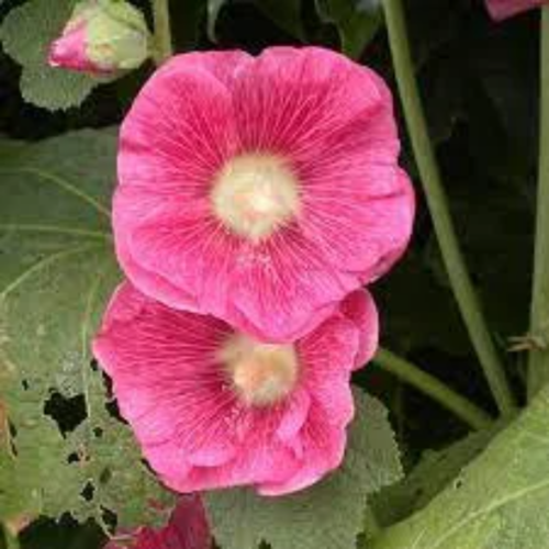 Alcea rosea,rose trémière,graines de rose trémière,guimauve rose,fleurs de couleur rose,fleurs biologiques,produit de mon jardin