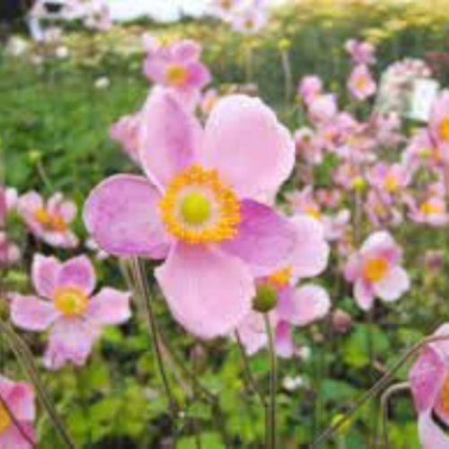 Anemone hupehensis,anémone du japon,japonica honorine jobert,graines d'anemone de japon,fleurs rose,fleurs bio