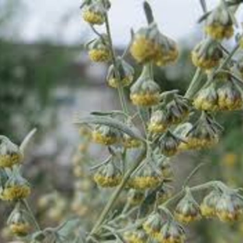 Artemisia absinthium,graines d'absinthe,fleurs biologiques,produit de mon jardin,non traitées