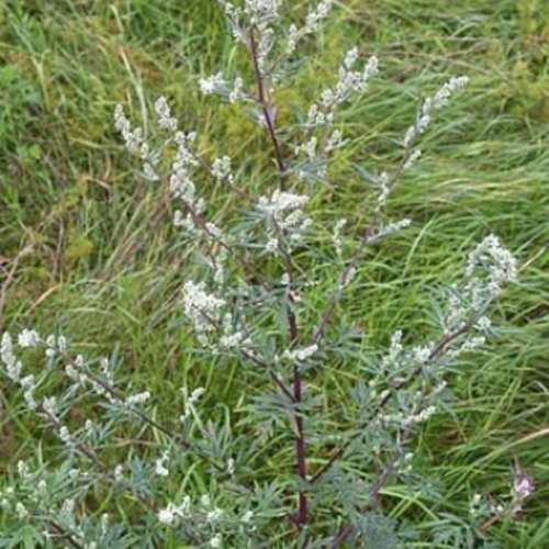 Artemisia annua Bio - La Boîte à Graines