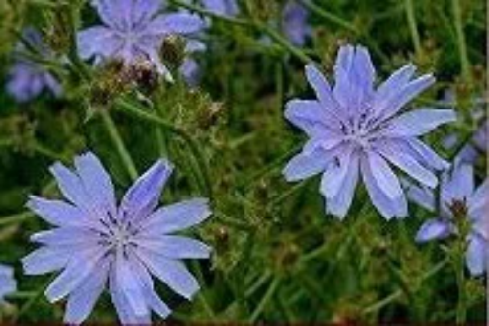 Graines de fleurs - Chicorée sauvage