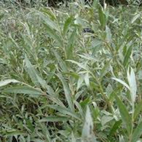 Salix alba,feuilles séchées de saule blanc,produits de mon jardin,plante bio,séché à l'air libre,tisane de saule,feuilles non traitées