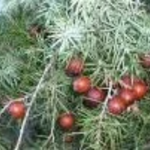 Genévrier de phénicie,juniperus phoenicea,graines de genevrier rouge,plante bio,produits de mon jardin,non traitée