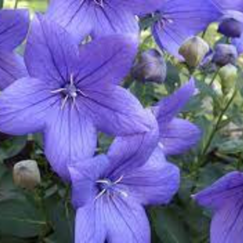 Platycodon bleu,graines de platycodon,produits de mon jardin,plante bio,fleur bio,,non traité