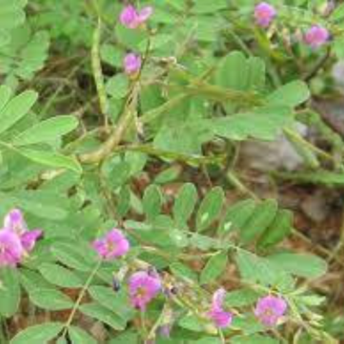 Tephrosia purpurea,indigo sauvage,poison de poisson,graines d'indigo sauvage,fleurs bio,produits de mon jardin,non traitée
