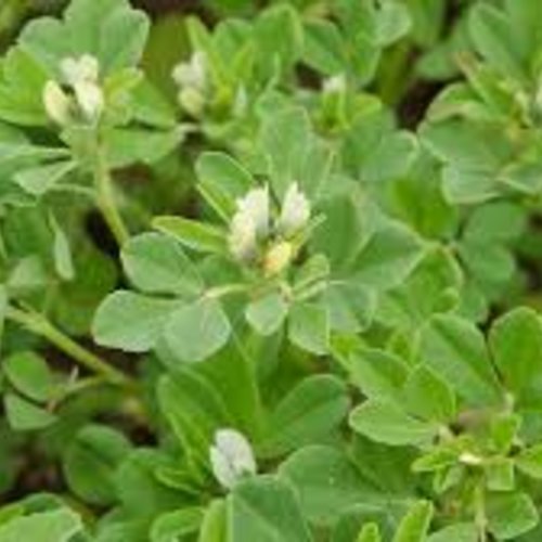 Graines de fenugrec,trigonella foenum-graecum,trigonelle,sénégrain,graines de trigonelle,produits de mon jardin,plante bio