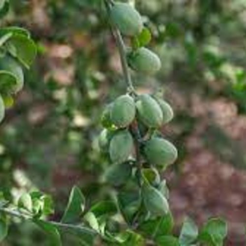 Graines de balanites aegyptiaca,graines à germer,plante bio,sans traitement