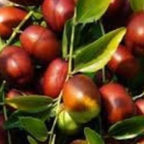 Ziziphus jujuba,120 fruits séchées,grands fruits,jujuba bio,fruits rare,des pays des balkans, bio