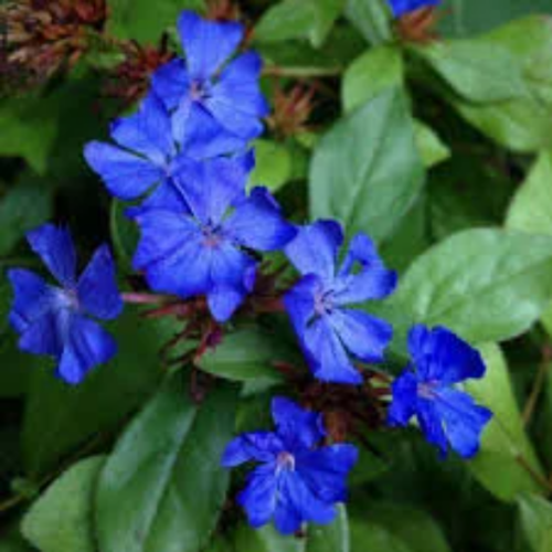 Ceratostigma plumbaginoides,dentelaire de lady larpent,graines de dentelaire,dentelaire bleue,