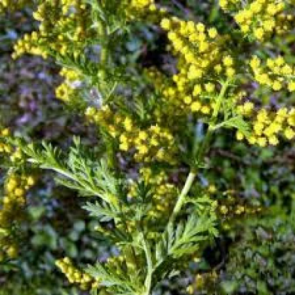 Graines et plants d'Artemisia annua - Armoise annuelle - Boutique