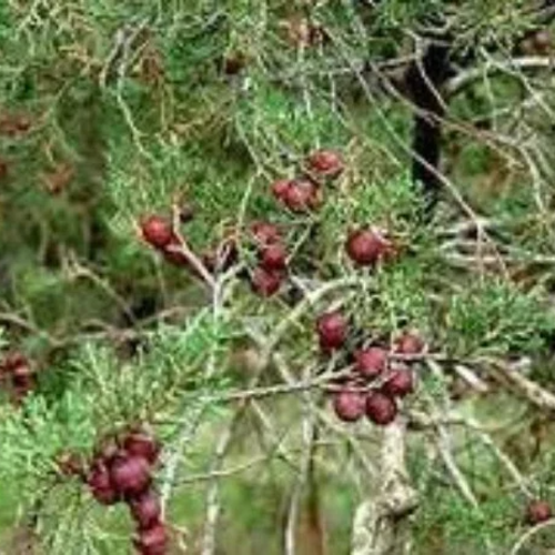 Feuilles séchées de genévrier de phénicie,juniperus phoenicea,feuilles de genevrier rouge,plante bio,produits de mon jardin,non traitée