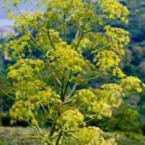 Racines de ferula,férule,produits bio,sans aucun traitement