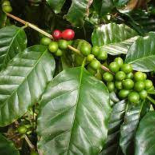 Feuilles séchées de caféier,feuilles séchées à l'air libre,sans traitement,feuilles de café biologique