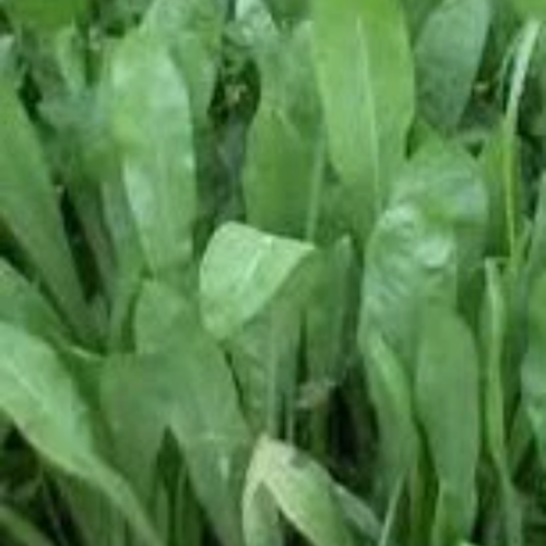 Graines de cicoria spadona,la chicorée spadona,chicorée à tailler,produit de mon jardin,produit bio,sans traitement