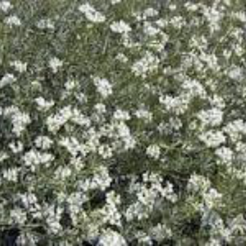 Graines de dorycnium pentaphyllum,la dorycnie à cinq folioles ou badasse,produits de mon jardin,fleur bio,non traité