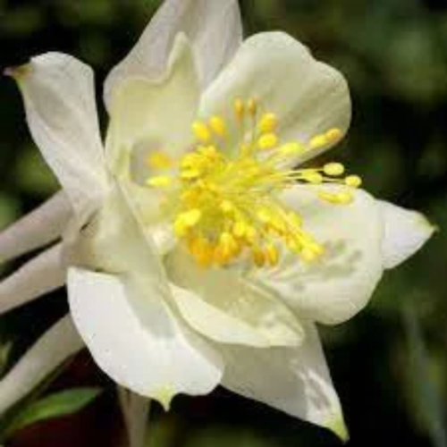 Graines d'ancolie blanche,graines d'aquilegia,bonnet de grand-mère,produits de mon jardin,plante bio