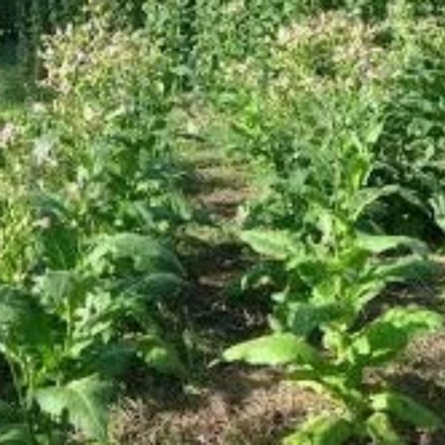 Graines de tabac blond de virginie,graines biologique tabac blond,produit de mon jardin,sans aucun produits,sans aucun traitement
