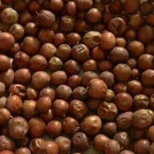 Le jujubier sauvage,le nerprun,graines de jujubier de maghreb,graines biologiques,produit de mon jardin,non traitées