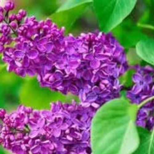 Graines de lilas violet,syringa vulgaris,le lilas commun,lilas français,produits de mon jardin,plante bio,fleur bio