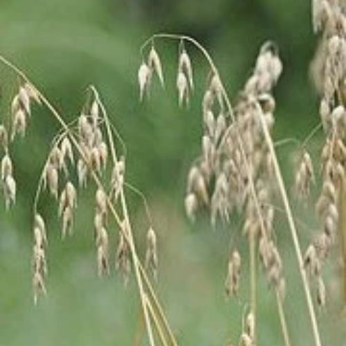 Graines d'avoine cultivée,avena sativa graines biologiques,produit de mon jardin,non traitées