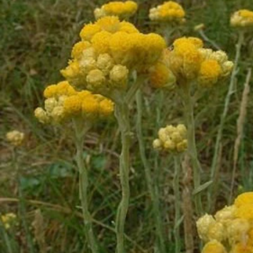 Fleurs d'immortelle,immortelle des dunnes,helicrysum arenarum,produits de mon jardin,plante bio,fleurs biologique,non traité