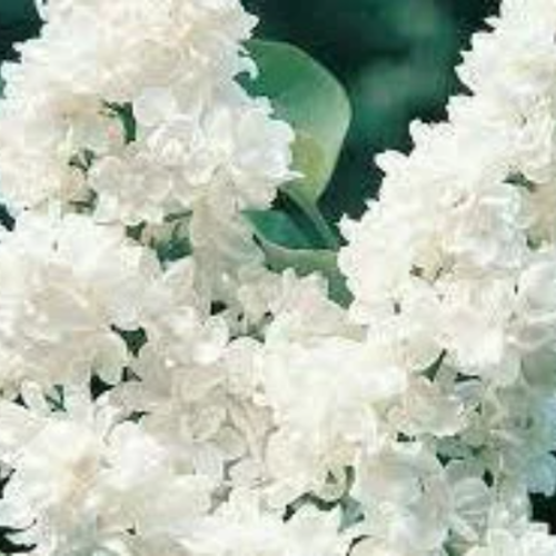Graines de lilas blanc,produit de mon jardin,graines biologique,sans traitements