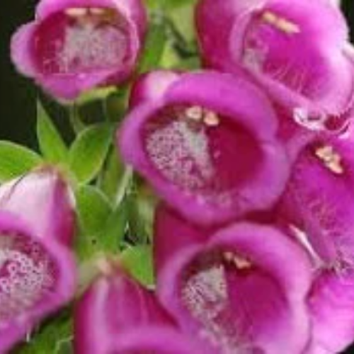 Digitalis purpurea,graines de digitalis purpurea gloxiniiflora,mélange de coloris rose à pourpre