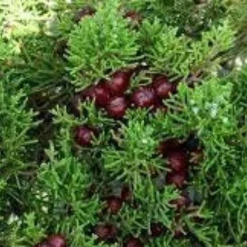 Genévrier de phénicie,juniperus phoenicea,graines de genevrier,plante bio,produits de mon jardin,non traitée