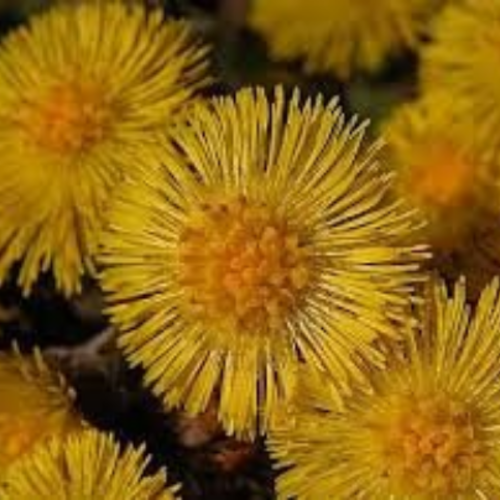 Graines de tussilage,tussilago farfara,pas-d'âne,produits de mon jardin,tussilage bio,plante bio,graines bio,sans traitement