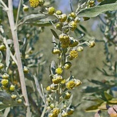 Artemisia absinthium,branches et feuilles séchées d'absinthe,feuilles biologiques,produit de mon jardin,non traitées