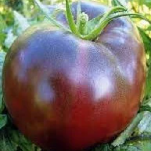 Tomates noires de crimée,tomates biologiques,graines biologique,produit de mon jardin,non traitées