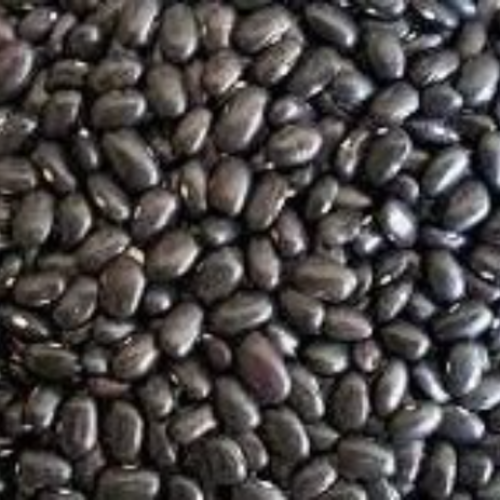 Graines d'haricot noir,graines à germer,haricot tortue,sans traitement,haricot noir biologique