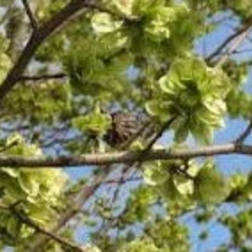 Graines de l'orme de sibérie,ulmus pumila,produits de mon jardin,plante bio,fleur bio,fleurs non traité