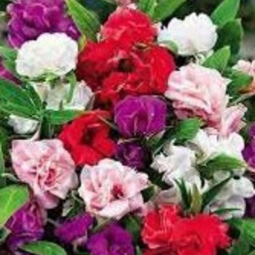 Graines de balsamine à fleurs de camélia,impatiens camellia,produits de mon jardin,fleur bio,non traité,couleurs mélangées