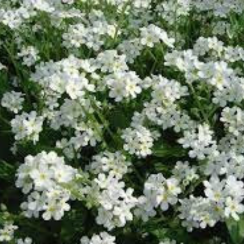Myosotis sylvatica victoria,graines de myosotis,fleurs blanche,produits de mon jardin,