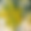 Graines de cassia corymbosa, senna corymbosa ,produits de mon jardin,fleur bio,non traité