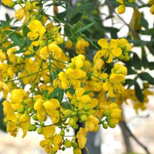 Graines de cassia corymbosa, senna corymbosa ,produits de mon jardin,fleur bio,non traité