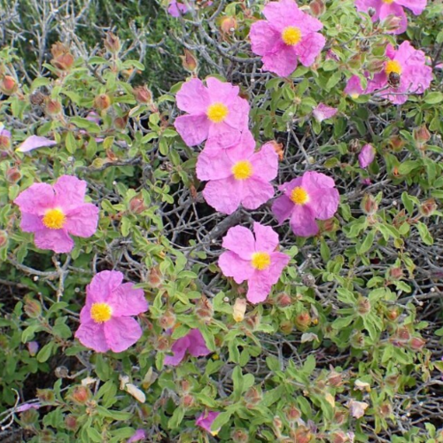 Graines de cistus creticus,produits de mon jardin,plante bio,fleurs bio