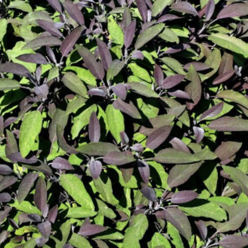 Feuilles séchées de sauge salvia officinalis purpurea,produits de mon jardin,sauge  biologique,cueilli et séché à l'air libre