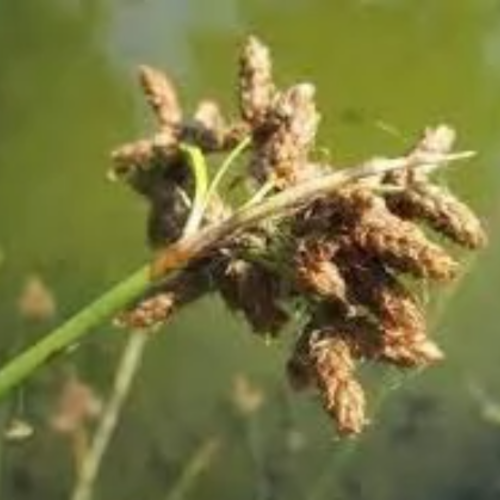 Graines de scirpe aigu,schoenoplectus lacustris,produit de mon jardin,plante bio,fleur bio