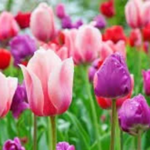 Graines de tulipes,couleurs mélangées,produit de mon jardin,plante bio,fleur bio,fleurs non traité