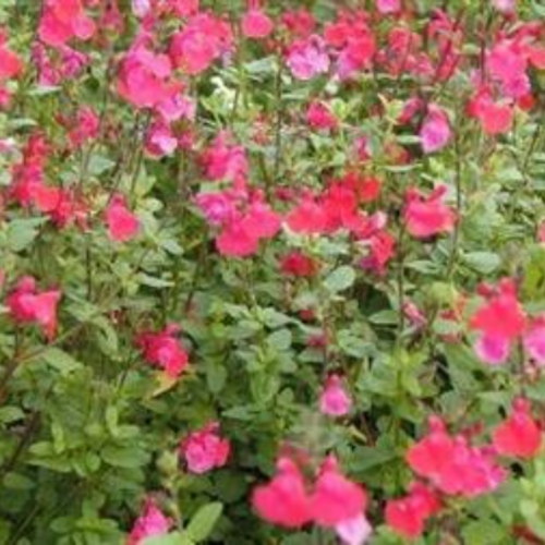 Graines de salvia microphylla rose,produits de mon jardin,plante bio,fleur bio