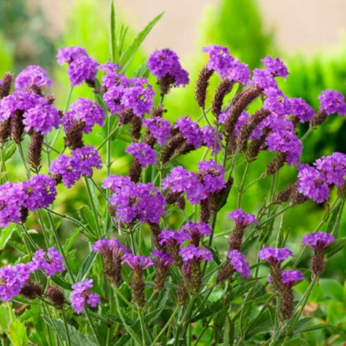 Graines de verbena rigida venosa violet, la verveine rugueuse,produits de mon jardin,plante bio,fleur bio