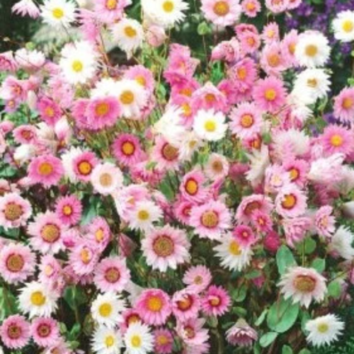 Graines de helipterum manglesii,le rayon de soleil rose,fleurs bio,produits de mon jardin,plante bio,cueilli et,séché à l'air libre,