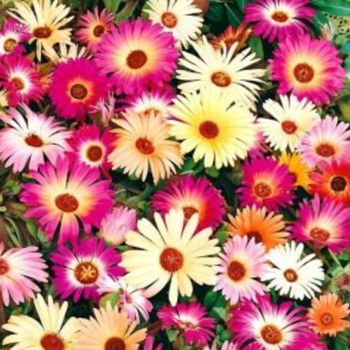 Graines de tapis magique,mesembryanthemum criniflorum,doroteantus bellidiformis,